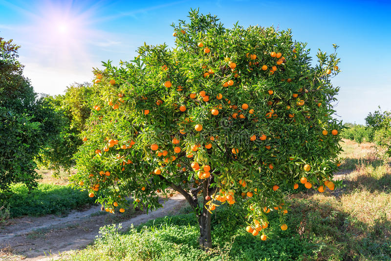Photo of an orange tree