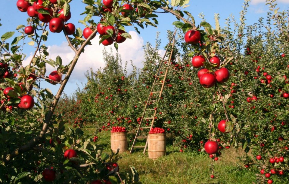 Photo of an orchard of red apple trees