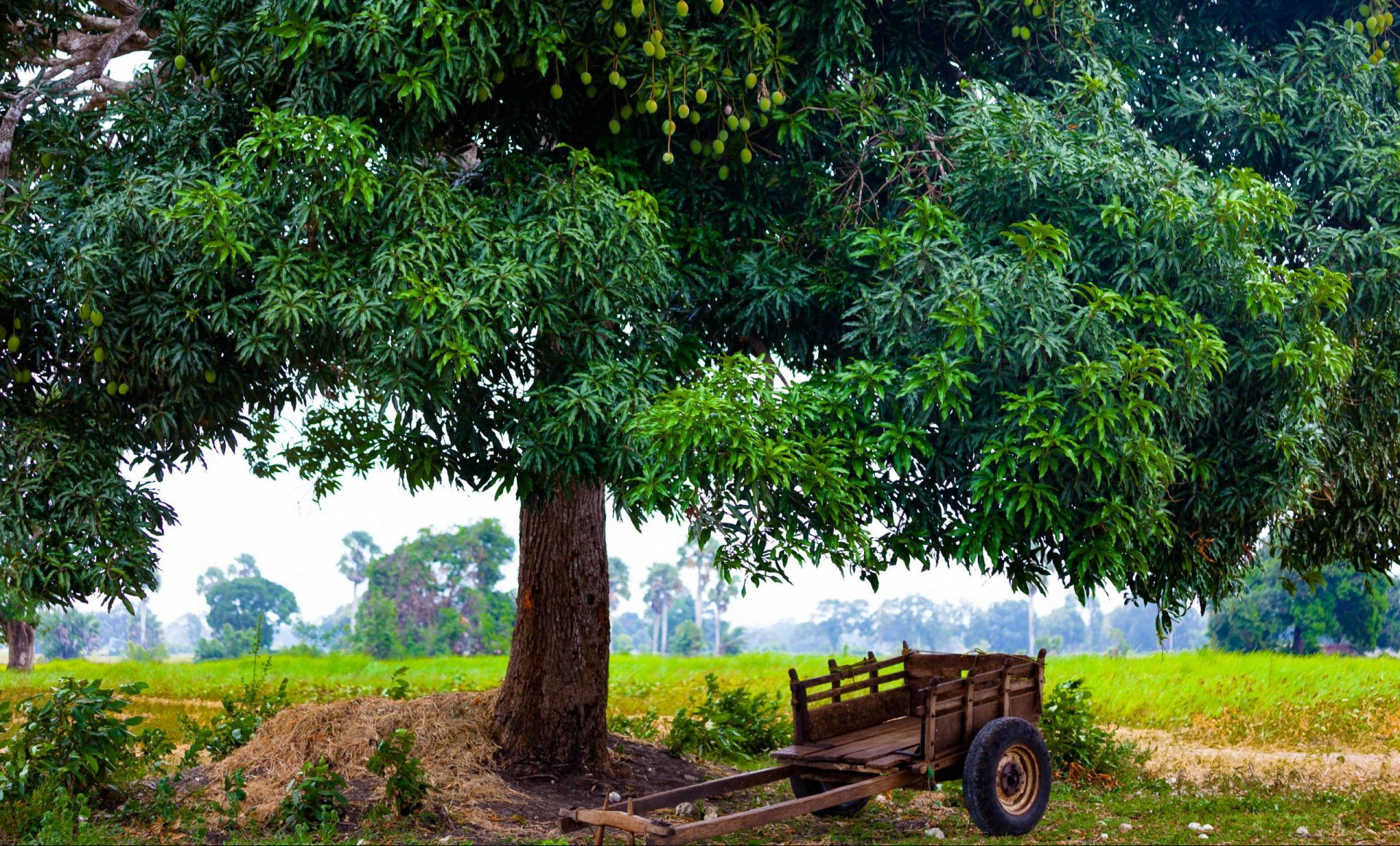 Big green tree and a wooden wagon below the tree