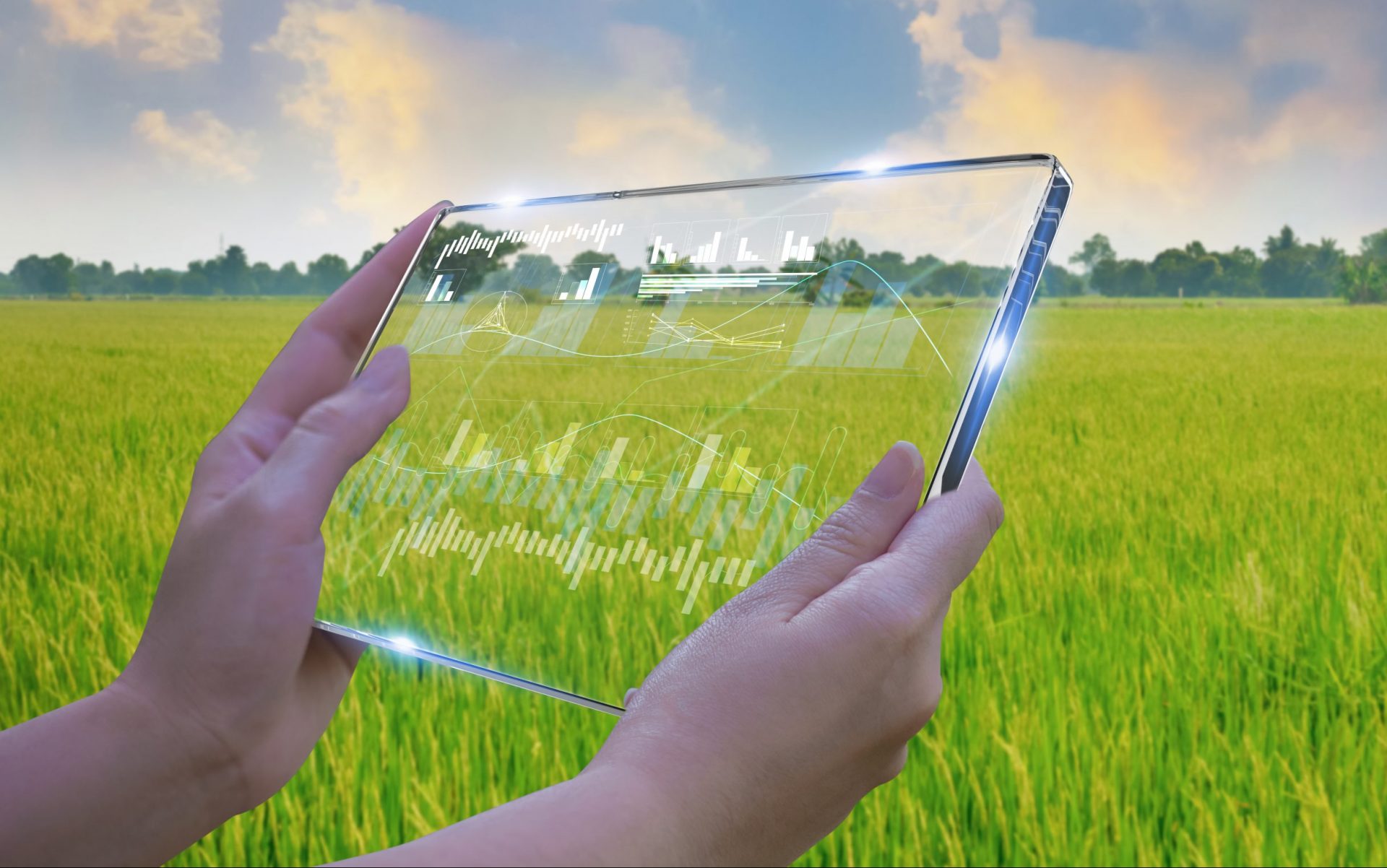 Business woman using smart tablet with a rice field Production in the background, control concept agricultural product