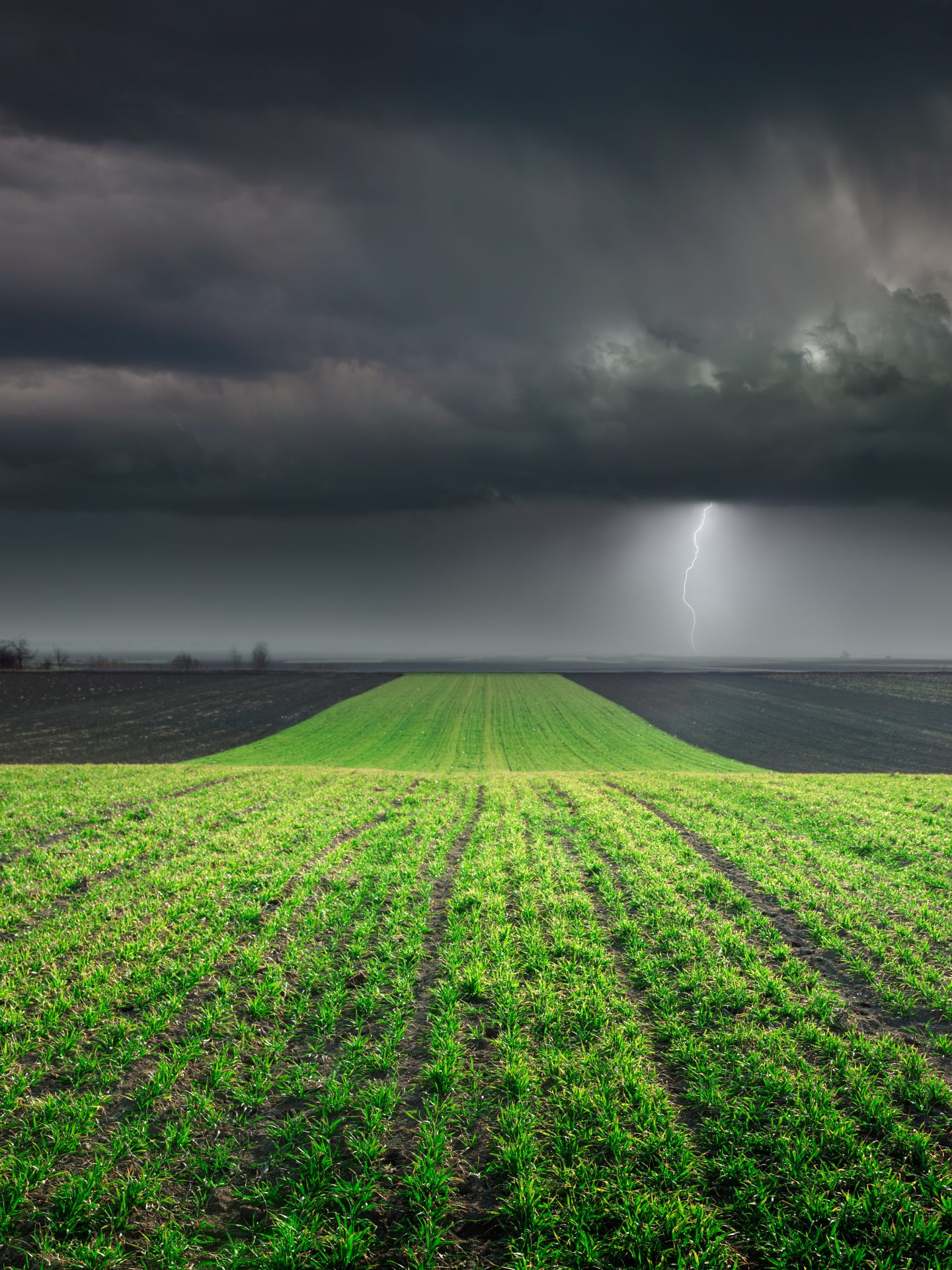 Young Wheat Crop in Field towards the big dark cloud and a storm lighting in the background