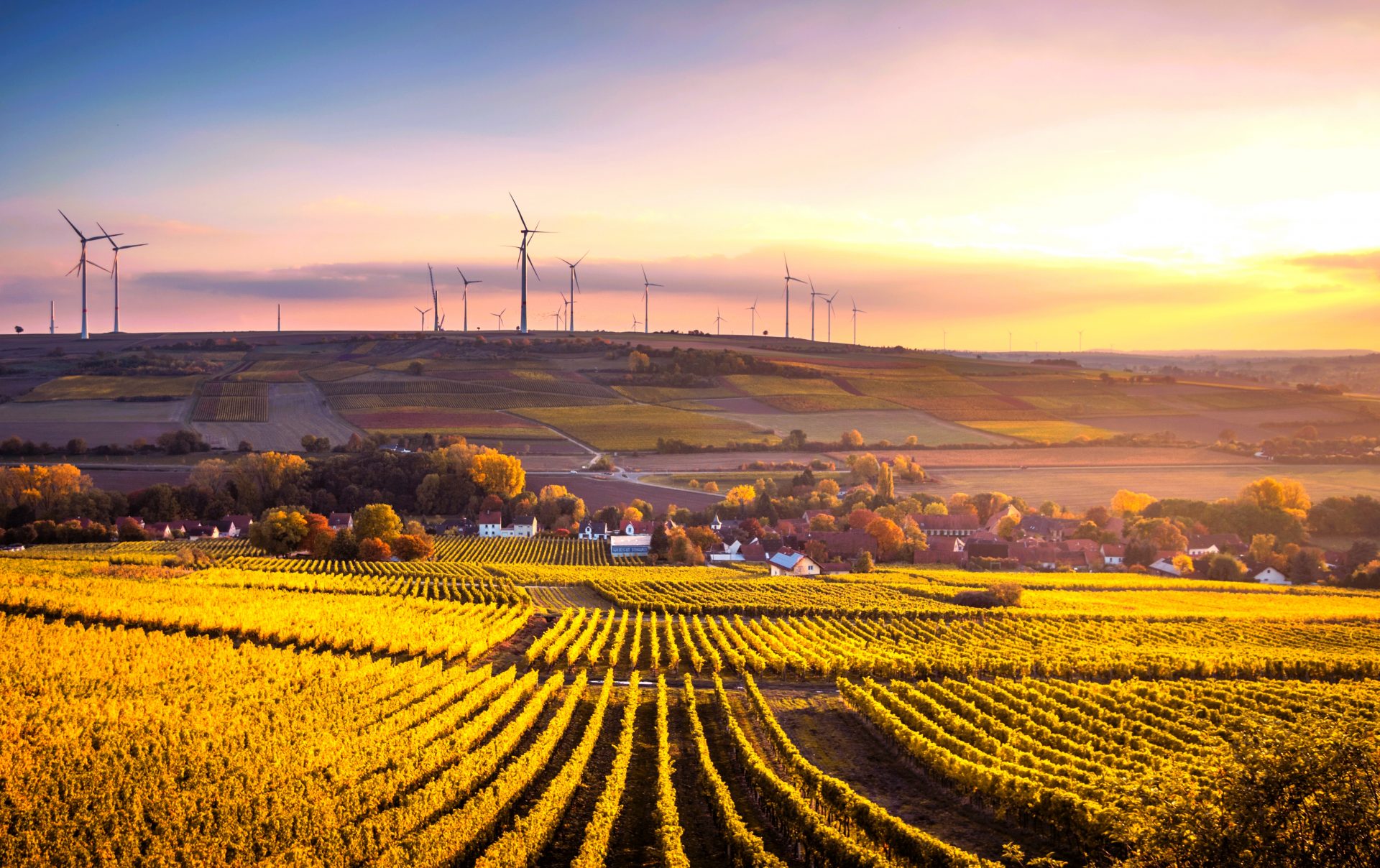 A plain with vineyard field in the sunset light with wind turbines in the background