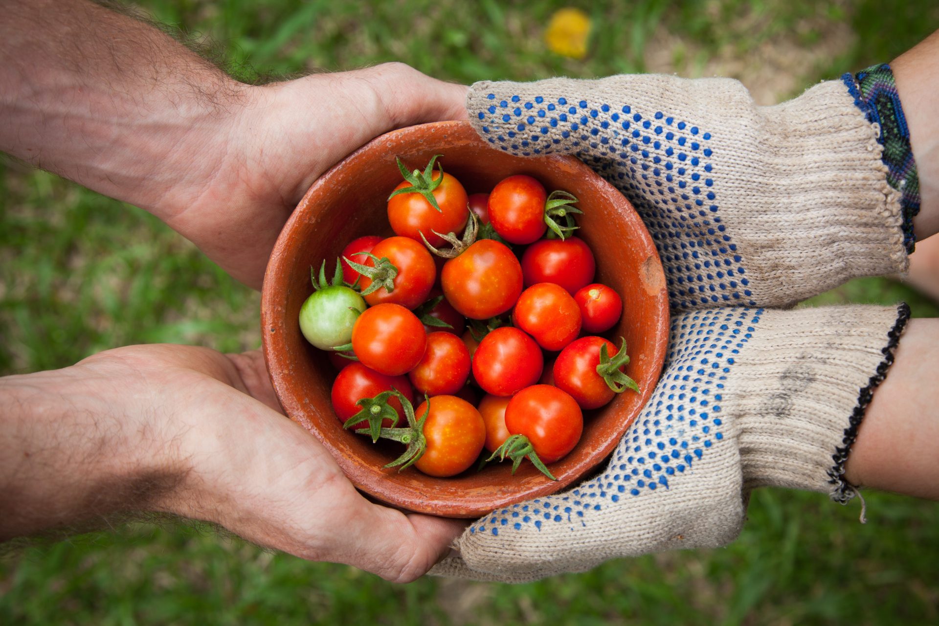 two human hands holding a pot with cherry tomatoes