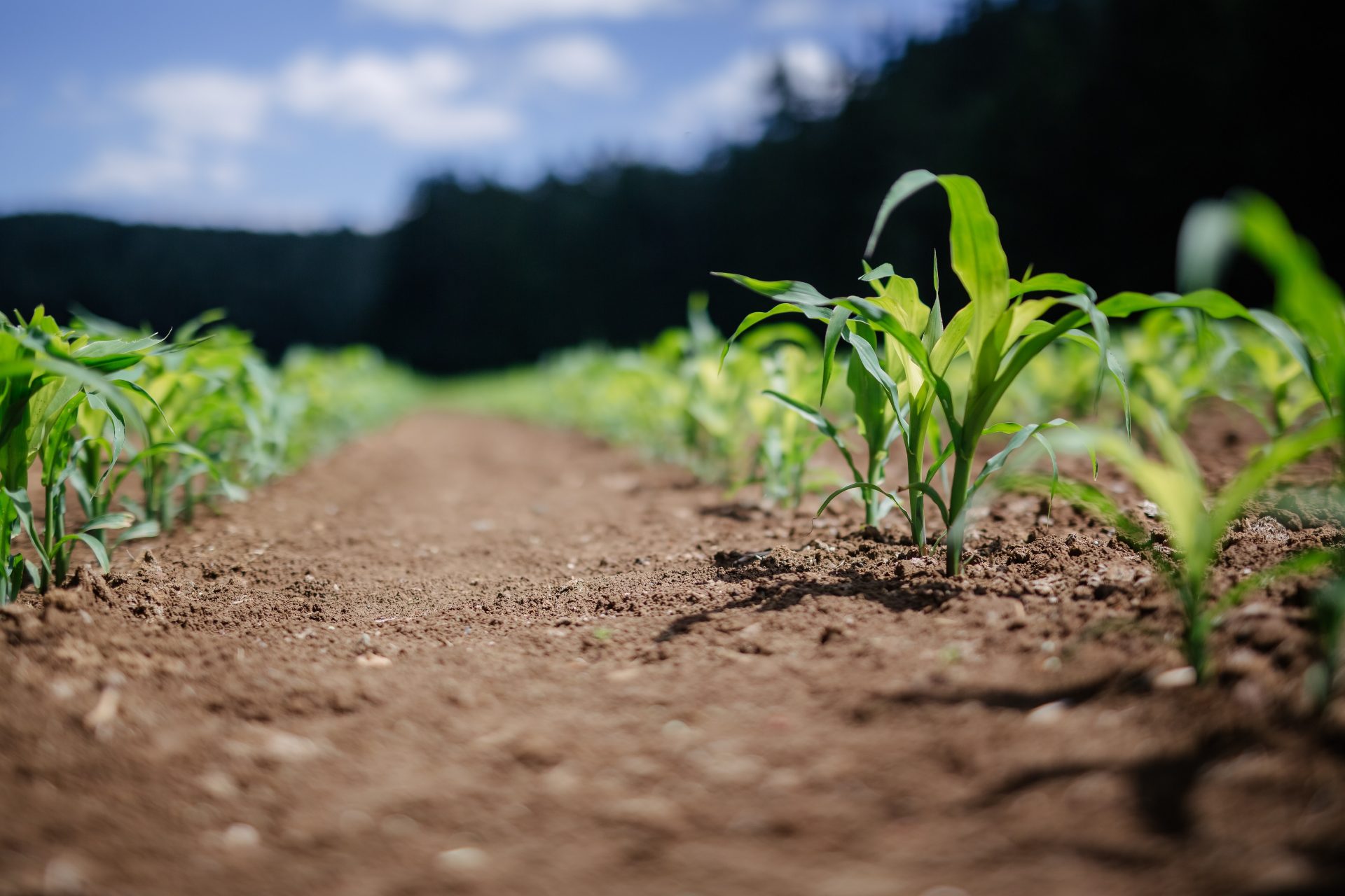 Conceptual picture of a field with small plants emerging from the soil