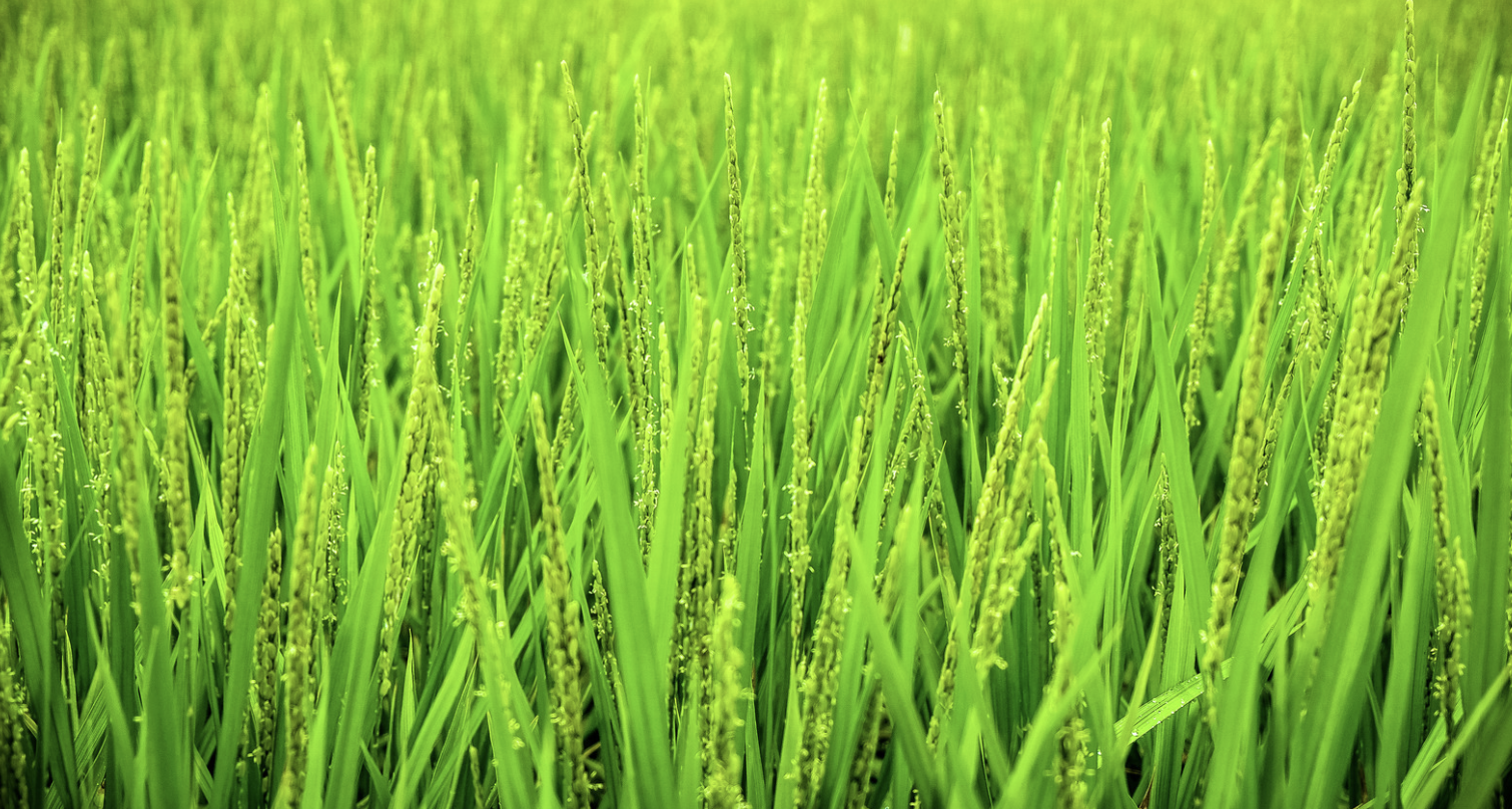 Agriculture’s Green Transition: How the CAP Protects the Environment