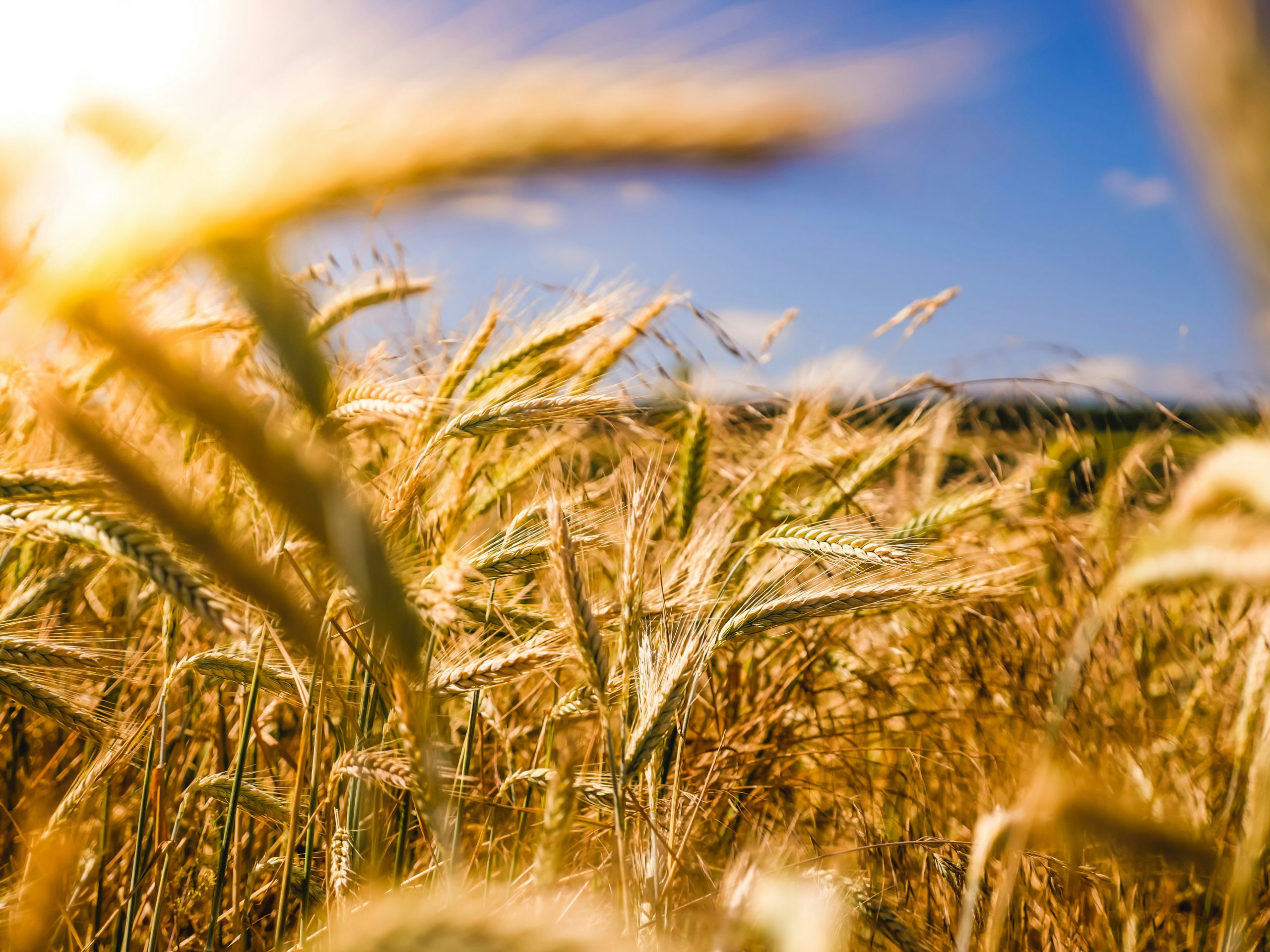 The CAP 2023-2027: Shaping the Future of European Farming 
