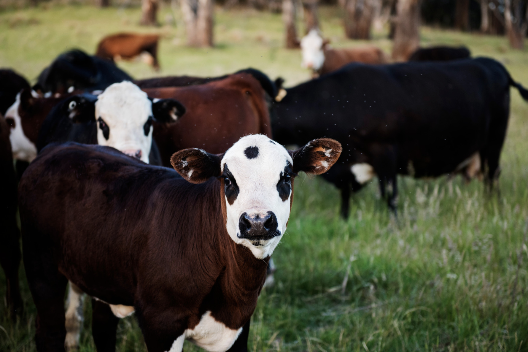 How the CAP Supports Greek Livestock Farming